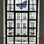 Boogie Papillon 10